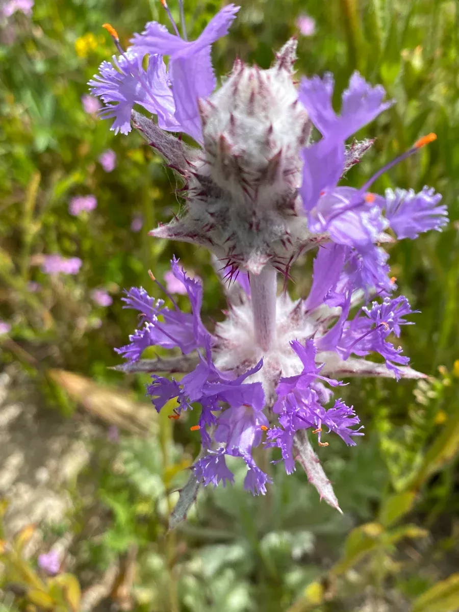 Salvia carduacea Thistle Sage
