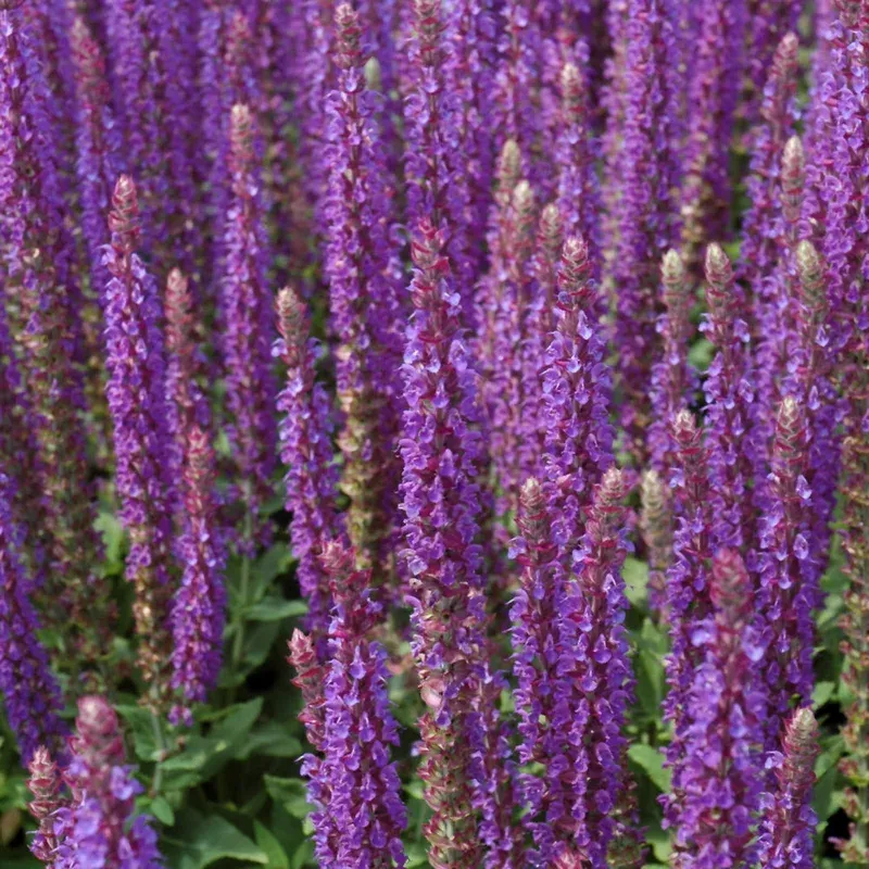 Salvia 'East Friesland'