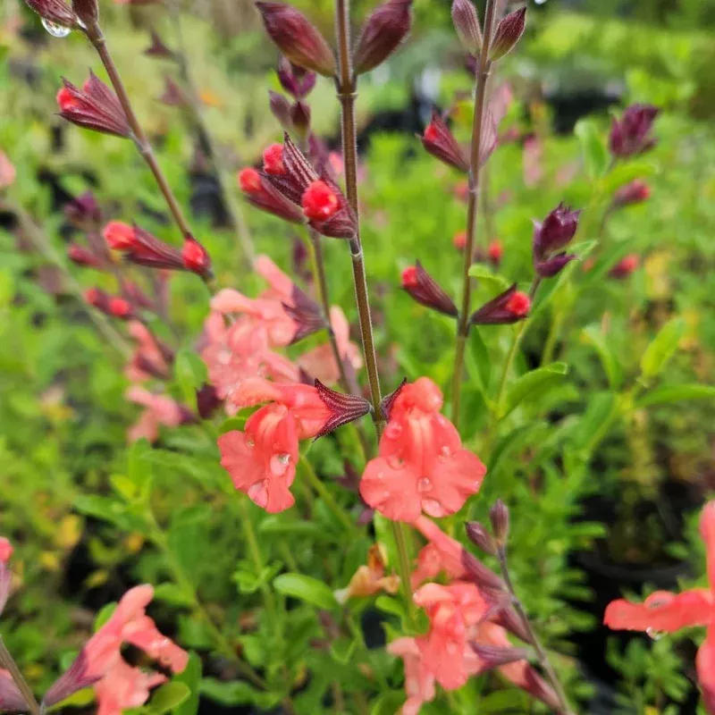 salvia-greggii-apricot Salvia Greggii 'Apricot'