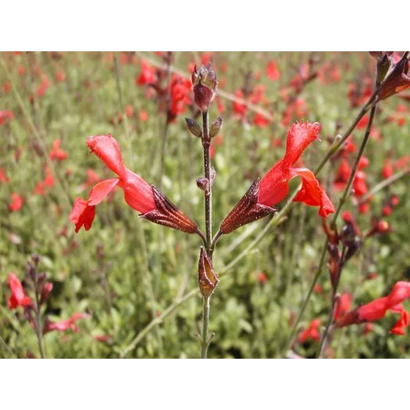 salvia-greggii-compact-orange Salvia Greggii 'Compact Orange'