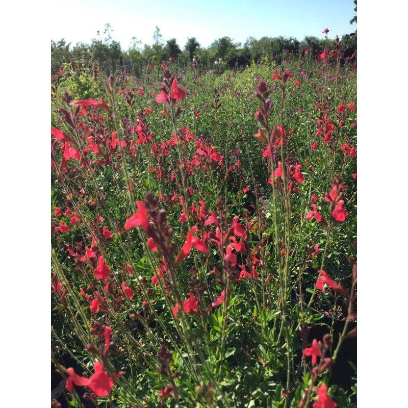 salvia-greggii-coral Salvia Greggii 'Coral'