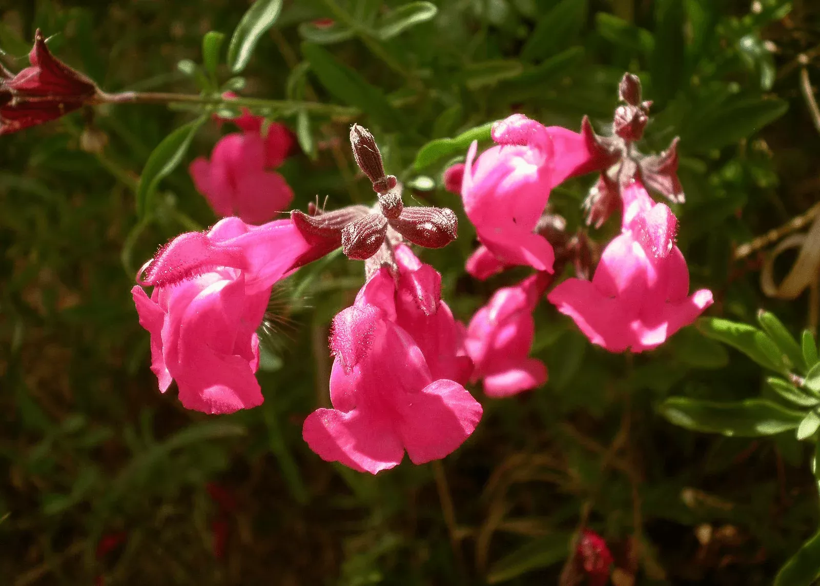 Salvia Greggii 'Pink'