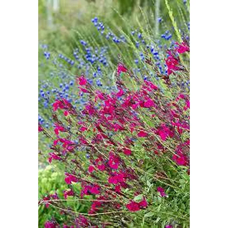 salvia-greggii-raspberry Salvia Greggii 'Raspberry'