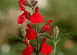salvia-greggii-red Salvia greggii Red