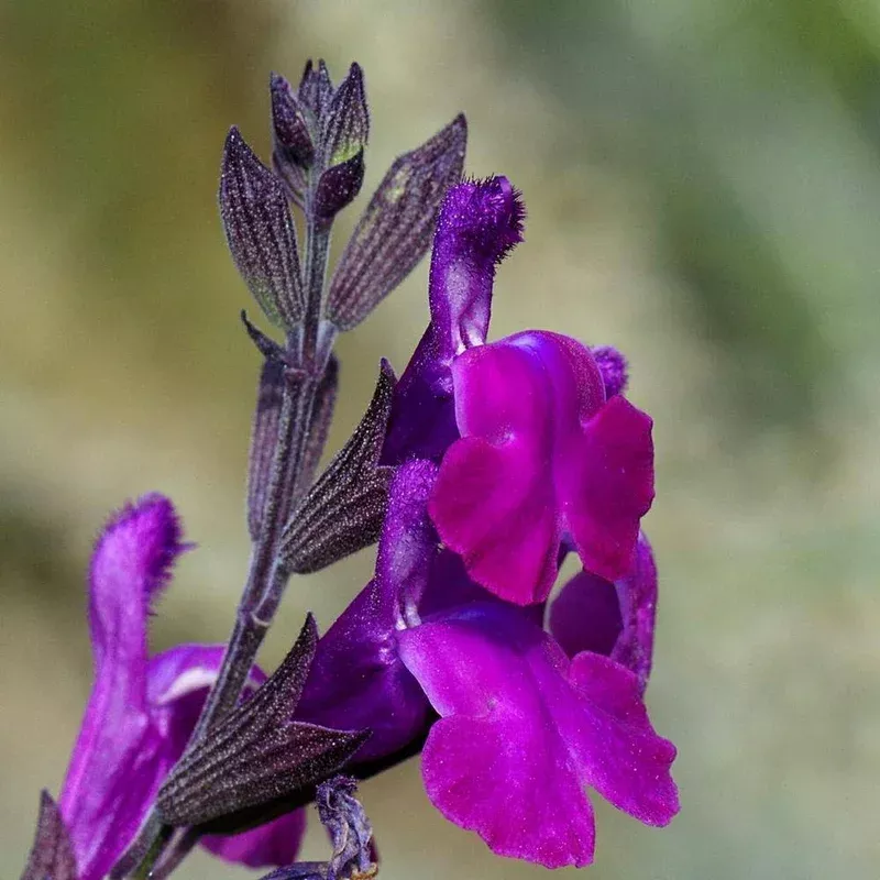 salvia-greggii-ultra-violet Salvia Greggii 'Ultra Violet'