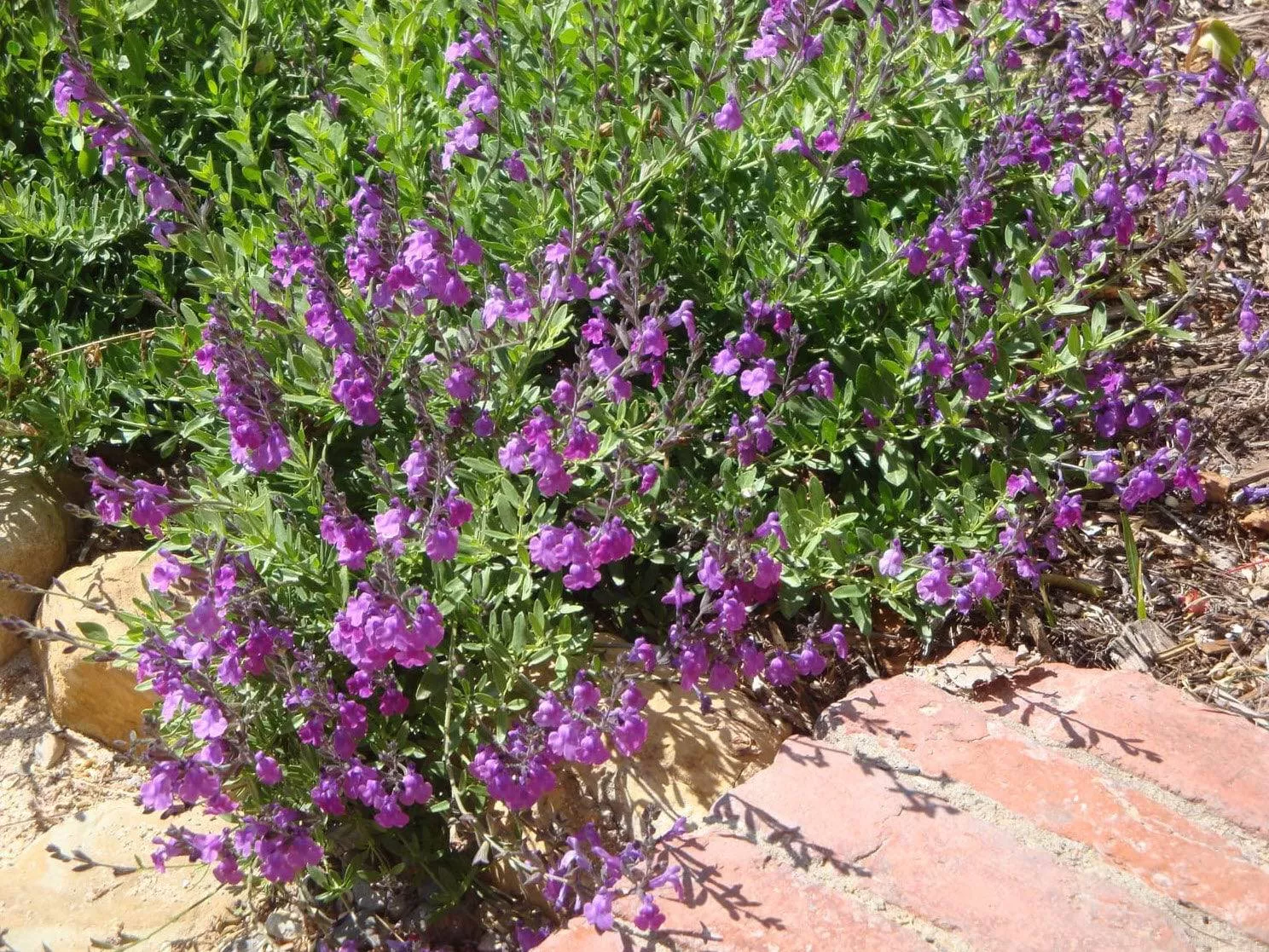salvia-greggii-violet Salvia Greggii 'Violet'