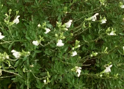 salvia-greggii-white Salvia Greggii 'White'