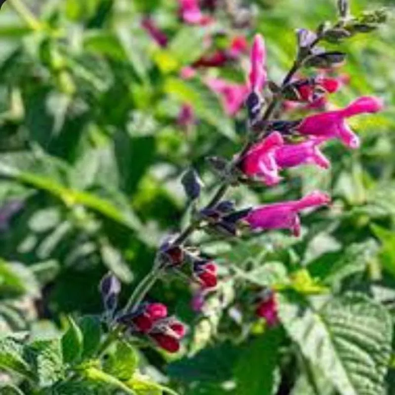 Salvia guaranitica 'Amante'