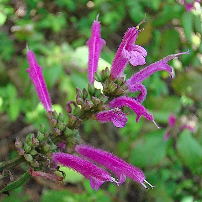 salvia-iodantha-michoacana Salvia iodantha (michoacana)