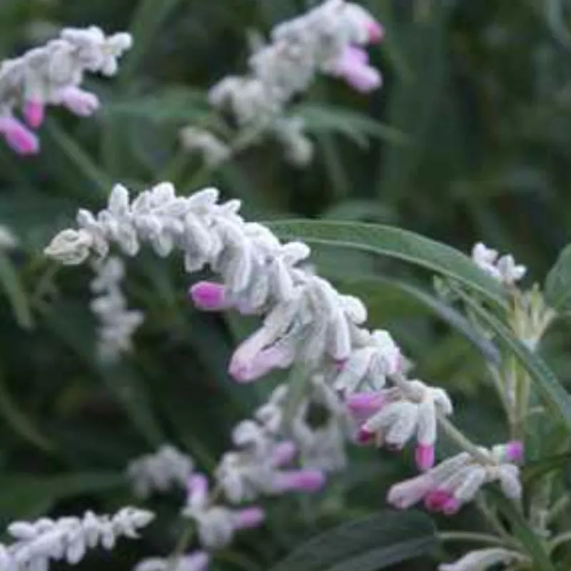 salvia-leucantha-danielle-s-dream Salvia leucantha 'Danielle's Dream'