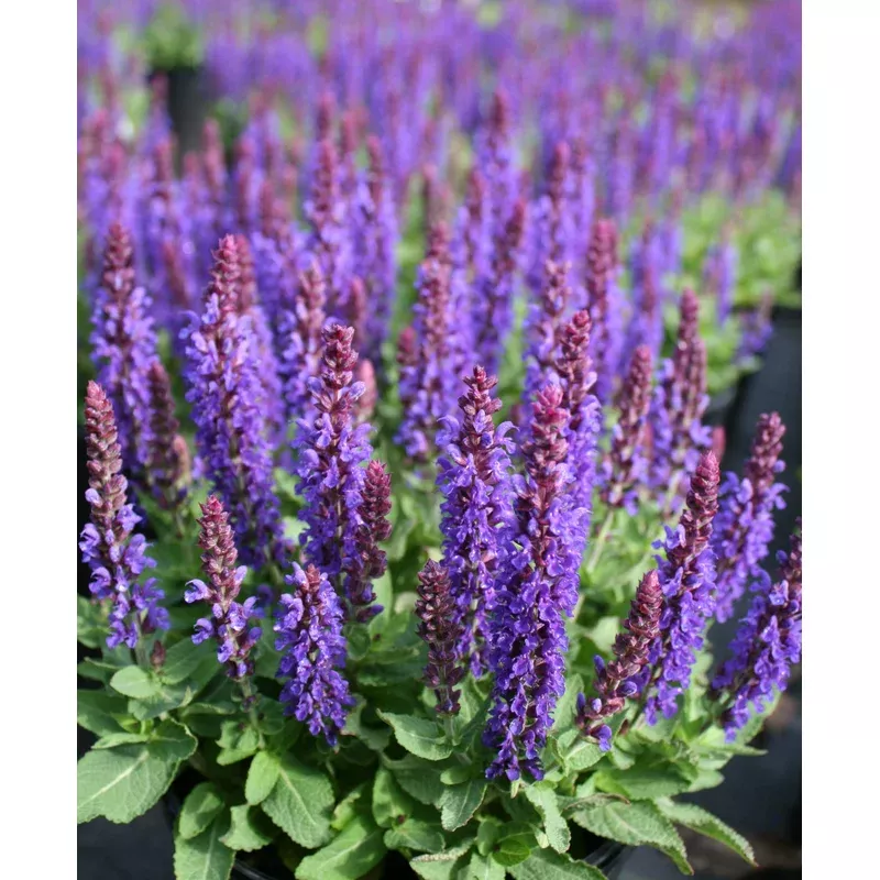 Salvia 'Marcus'