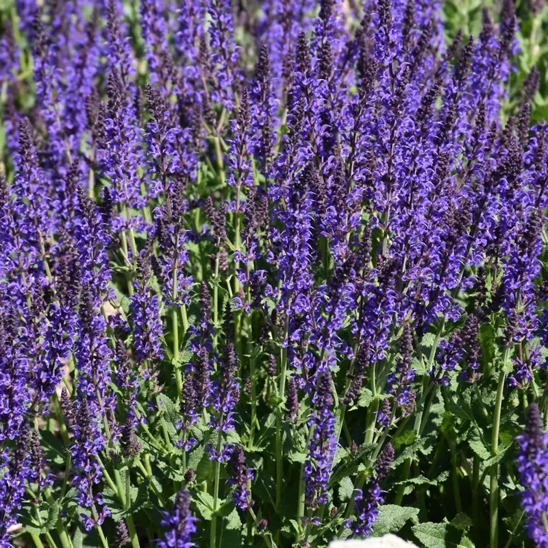 Salvia 'May Night'
