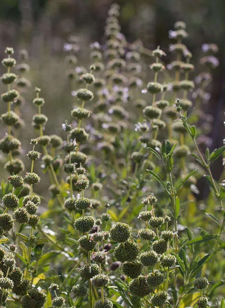 Salvia mellifera - Black Sage (Plant)