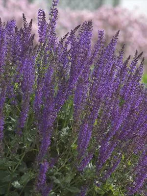 salvia-n-may-night-25-br-plants Salvia n. 'May Night' (25) BR Plants