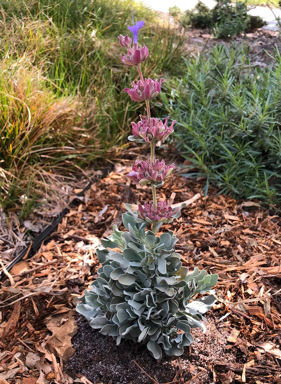 Salvia pachyphylla - Rose Sage (Plant)