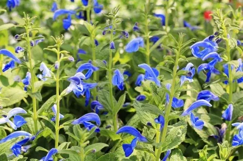 salvia-patens-blue Salvia (Patens Blue)