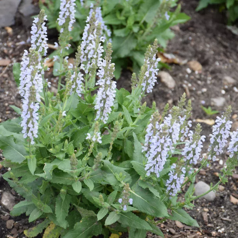 Salvia 'Perfect Profusion'