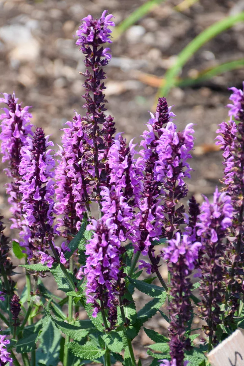 Salvia 'Pink Profusion'