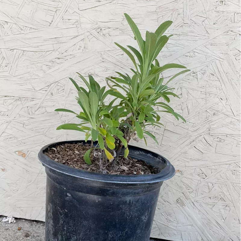Salvia sonomensis Mrs. Beard, Mrs. Beard Creeping Sage