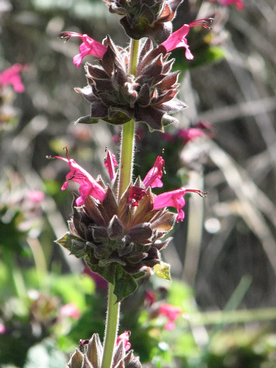 Salvia spathacea Hummingbird Sage