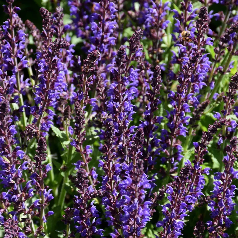 Salvia 'Spring King'