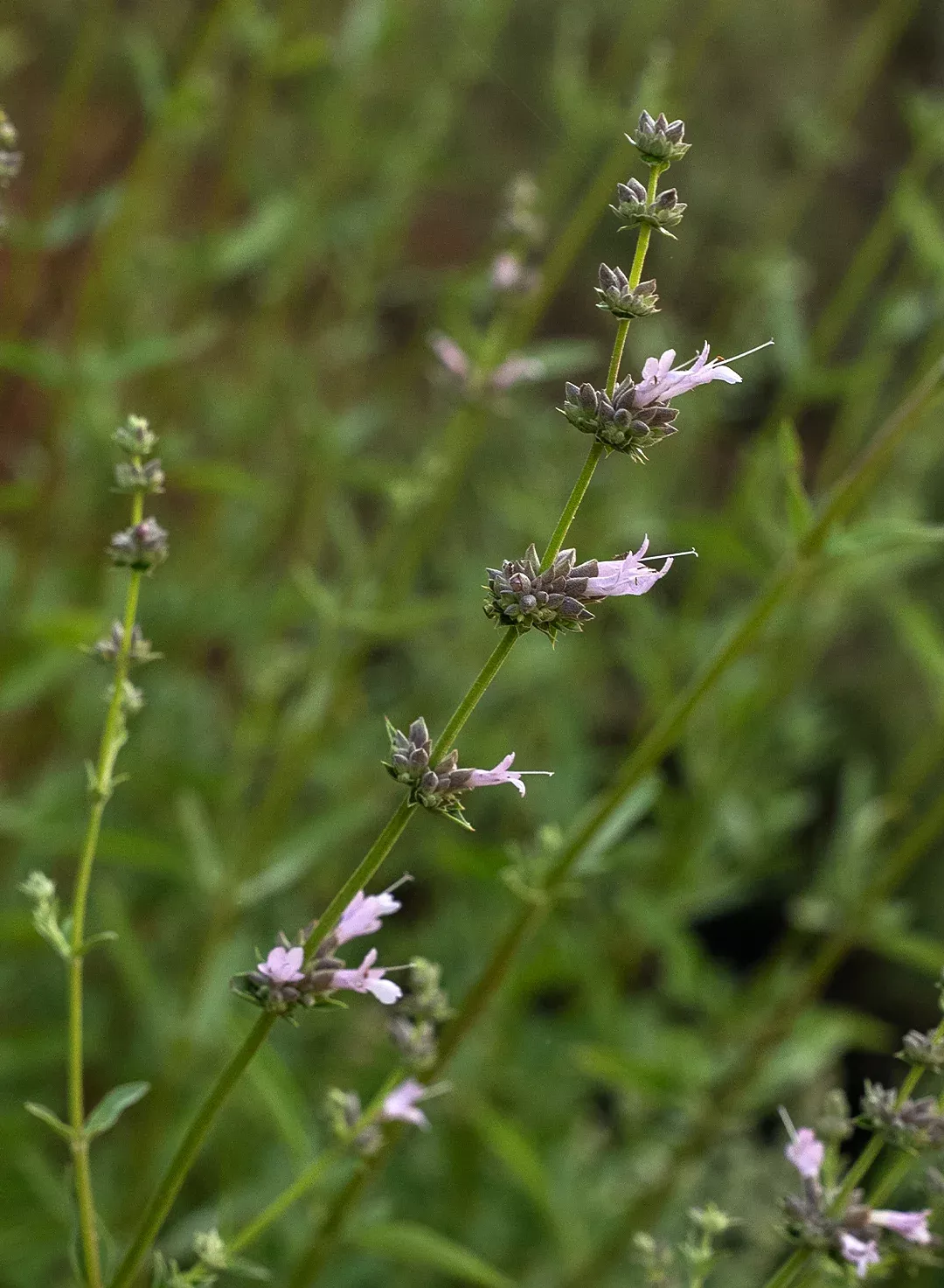Salvia 'Thor' - Thor Sage (Plant)
