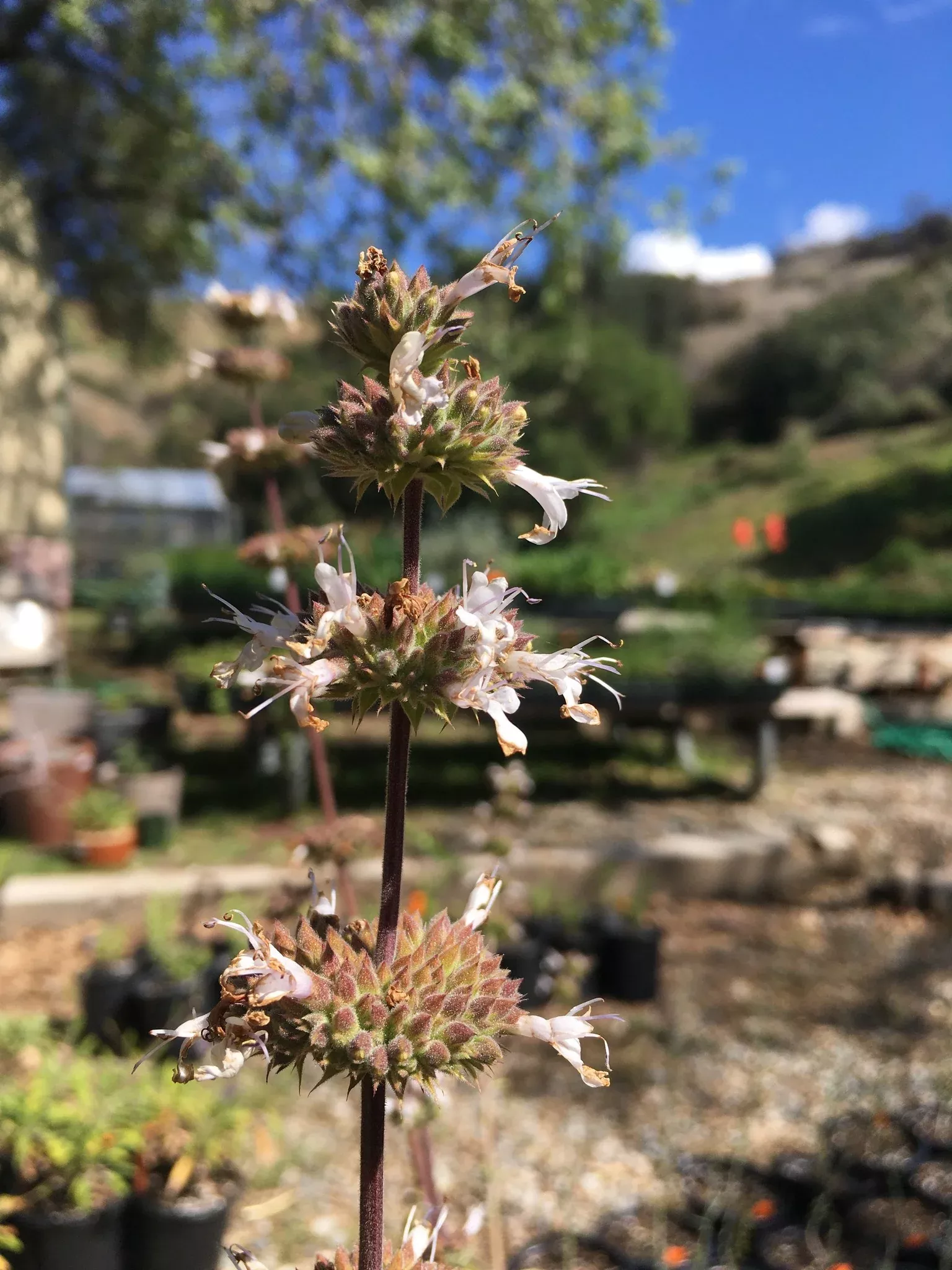 Salvia 'Valley View' - Valley View Sage (Plant)