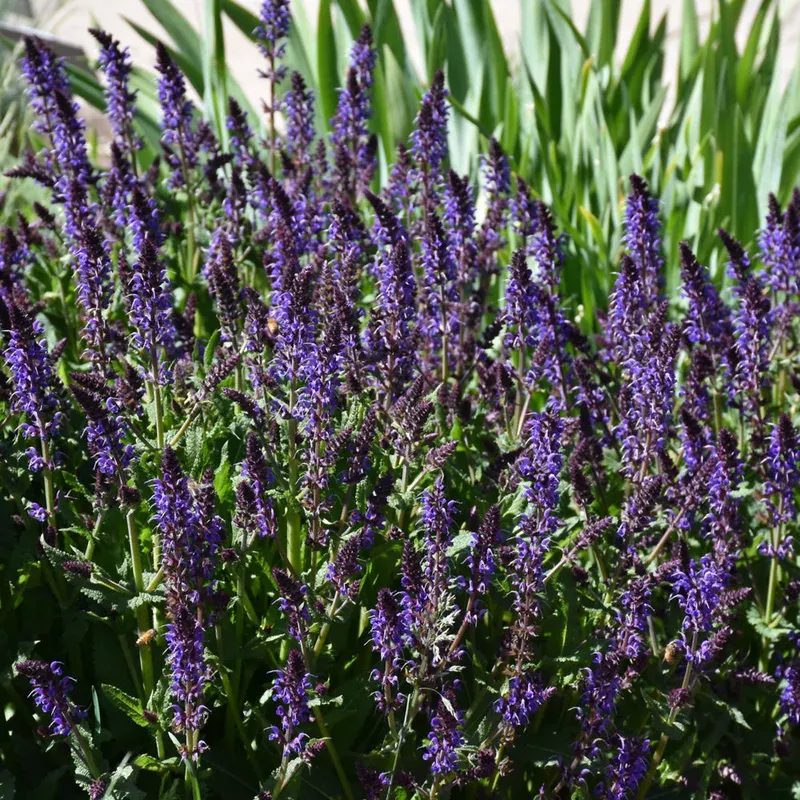 Salvia 'Violet Riot'