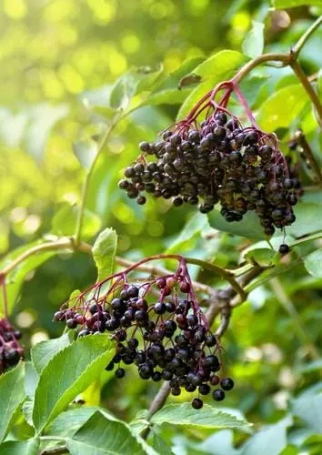 sampo-elderberry Sampo Elderberry