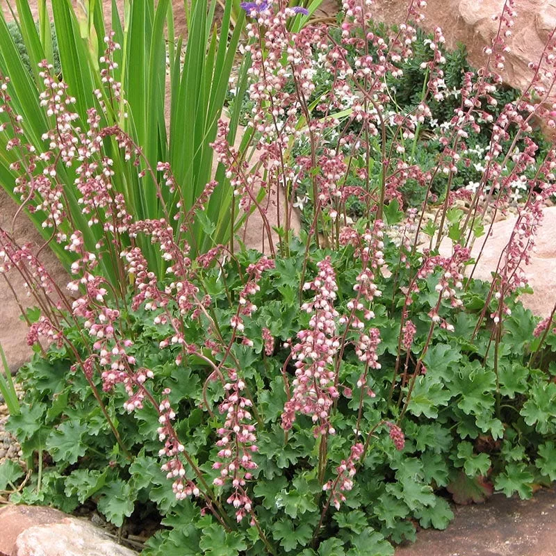 sandia-coral-bells Sandia Coral Bells