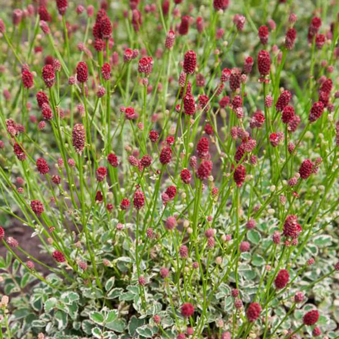 sanguisorba-little-angel Sanguisorba 'Little Angel'