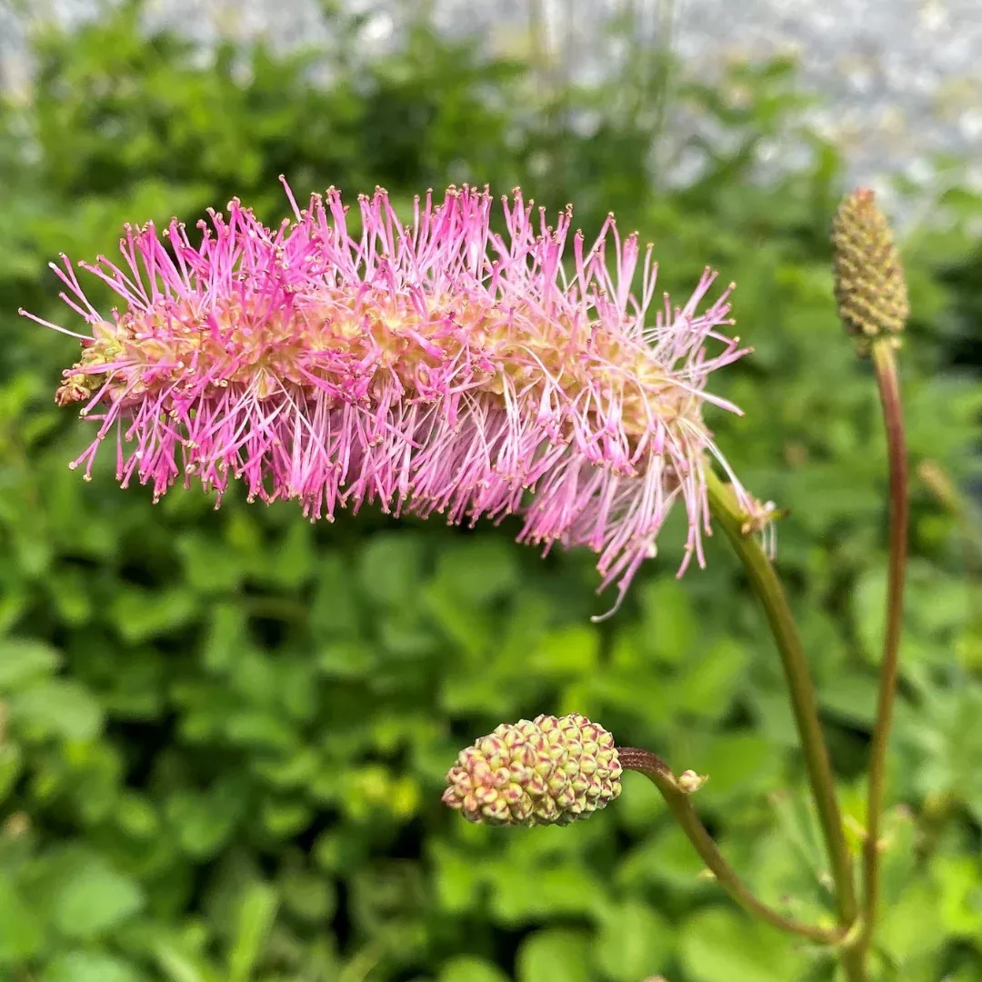 sanguisorba-obtusa Sanguisorba obtusa