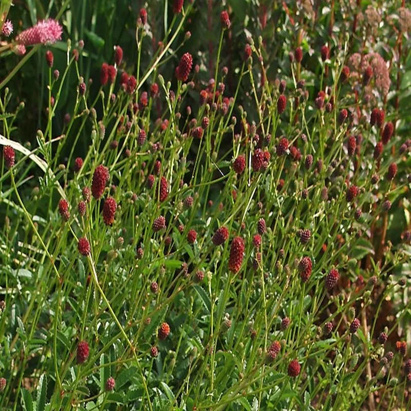 sanguisorba-tanna Sanguisorba 'Tanna'