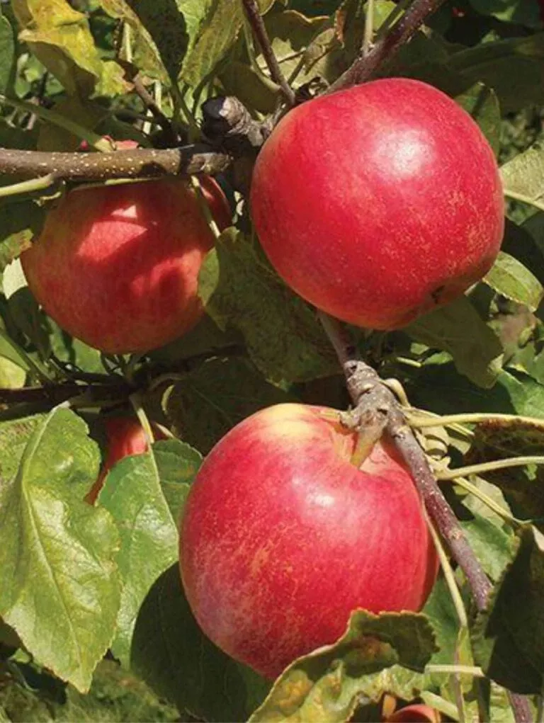 sansa-apple Sansa Apple