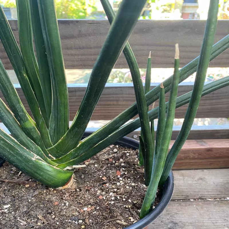 sansevieria-cylindrica-karl-s-select Sansevieria cylindrica 'Karl's Select'