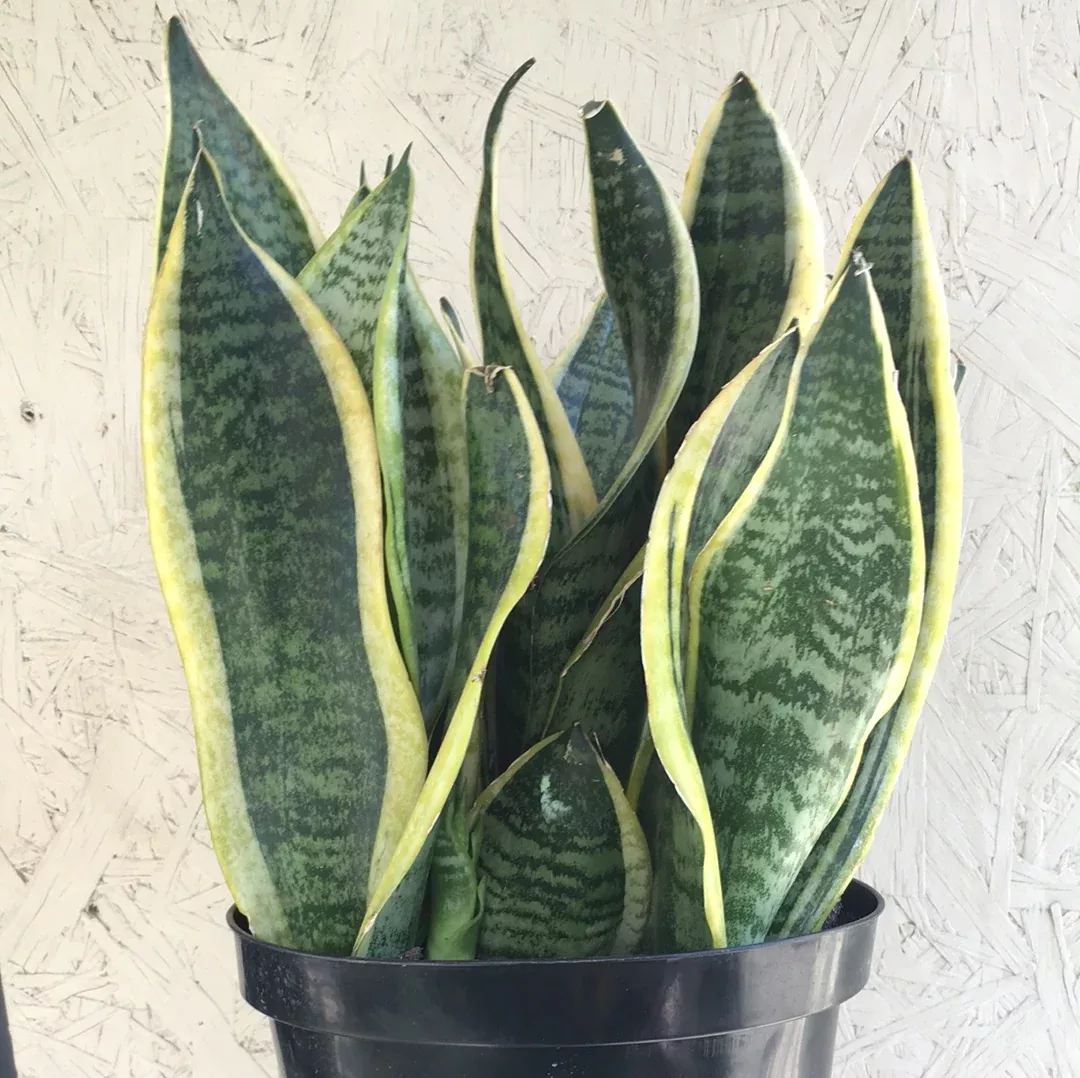 Sansevieria futura superba