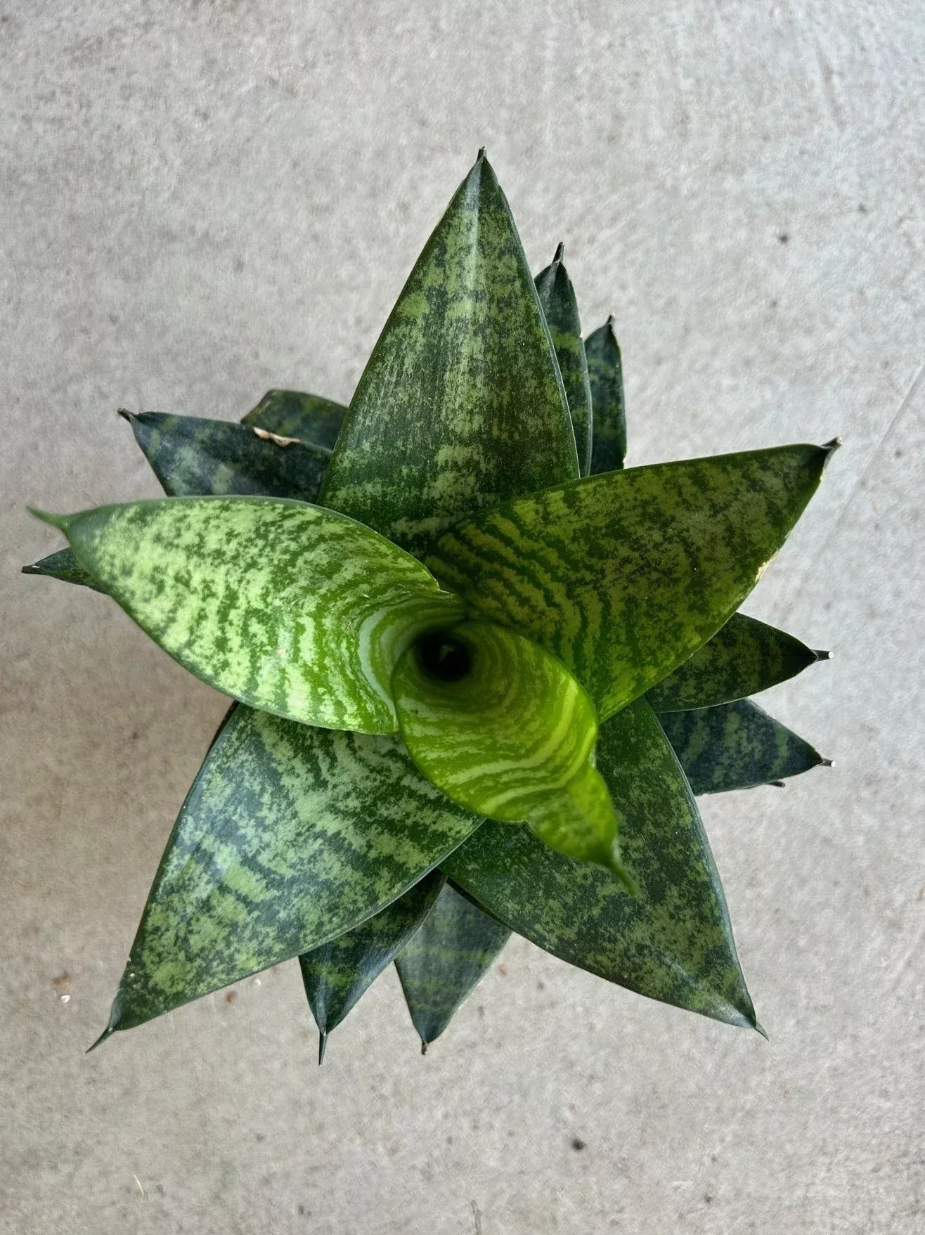 sansevieria-hahnii-tiger-star Sansevieria Hahnii Tiger Star