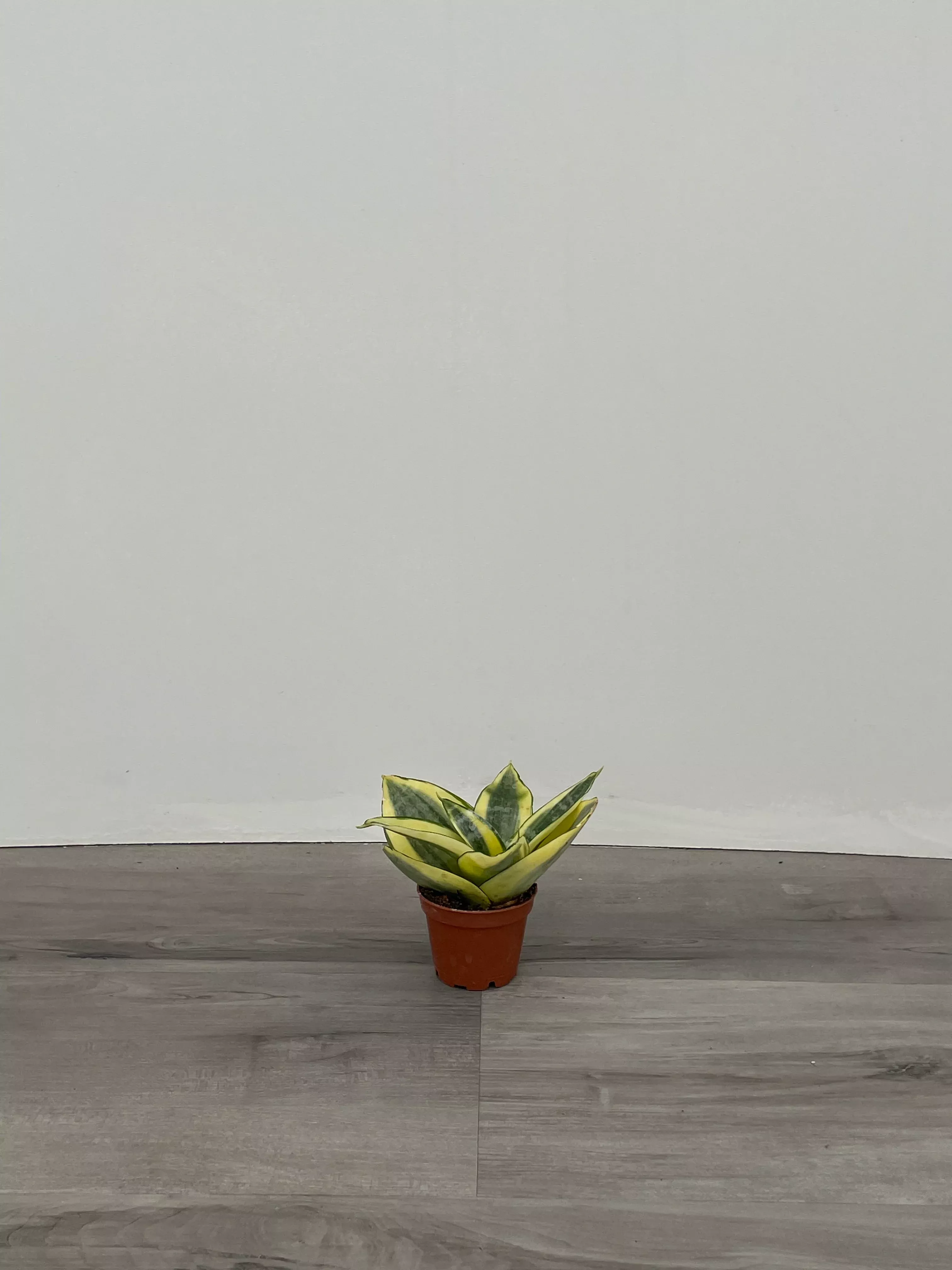 Sansevieria 'Hahnii'