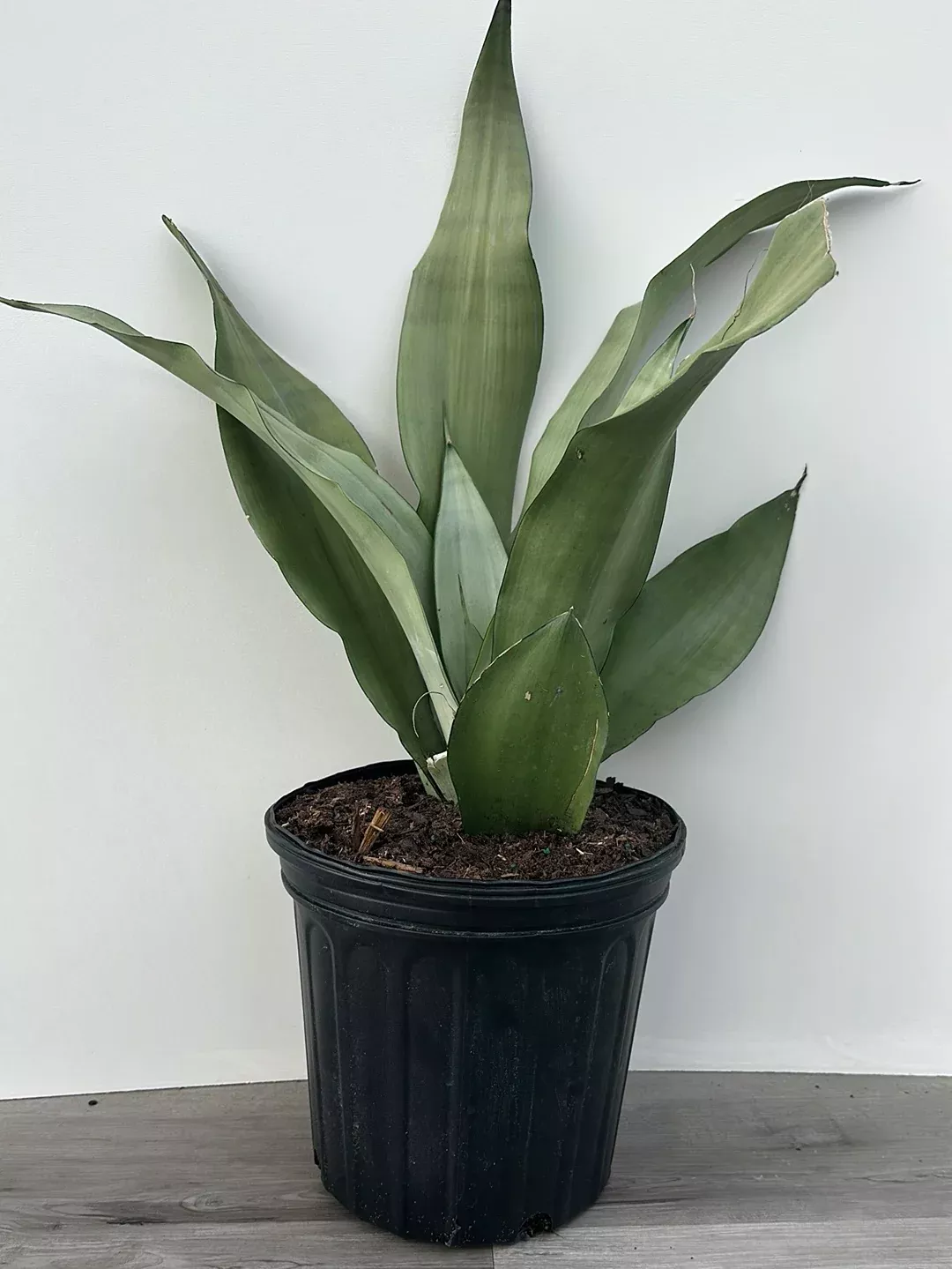 Sansevieria 'Moonshine'