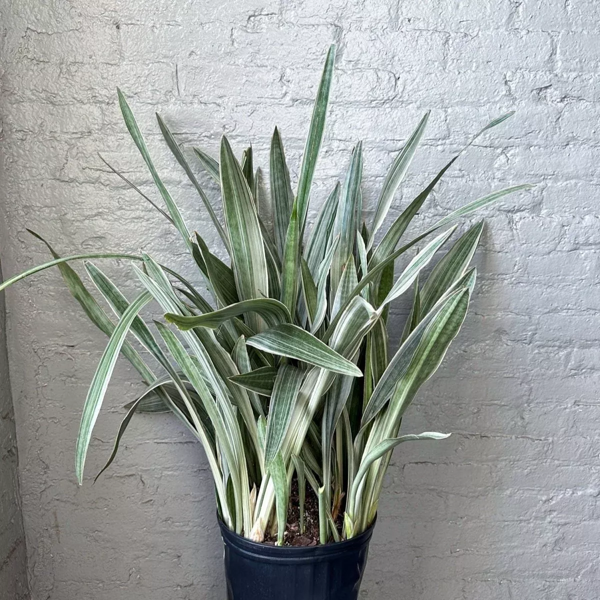 sansevieria-sayuri-metallica-floor-plant Sansevieria Sayuri 'Metallica' Floor Plant