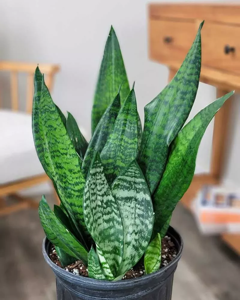 sansevieria-trifasciata-robusta Sansevieria trifasciata 'Robusta'