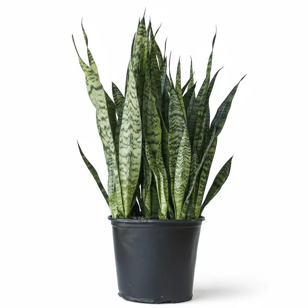 sansevieria-zeylanica-bowstring-hemp-snake-plant Sansevieria zeylanica 'Bowstring Hemp' – Snake Plant