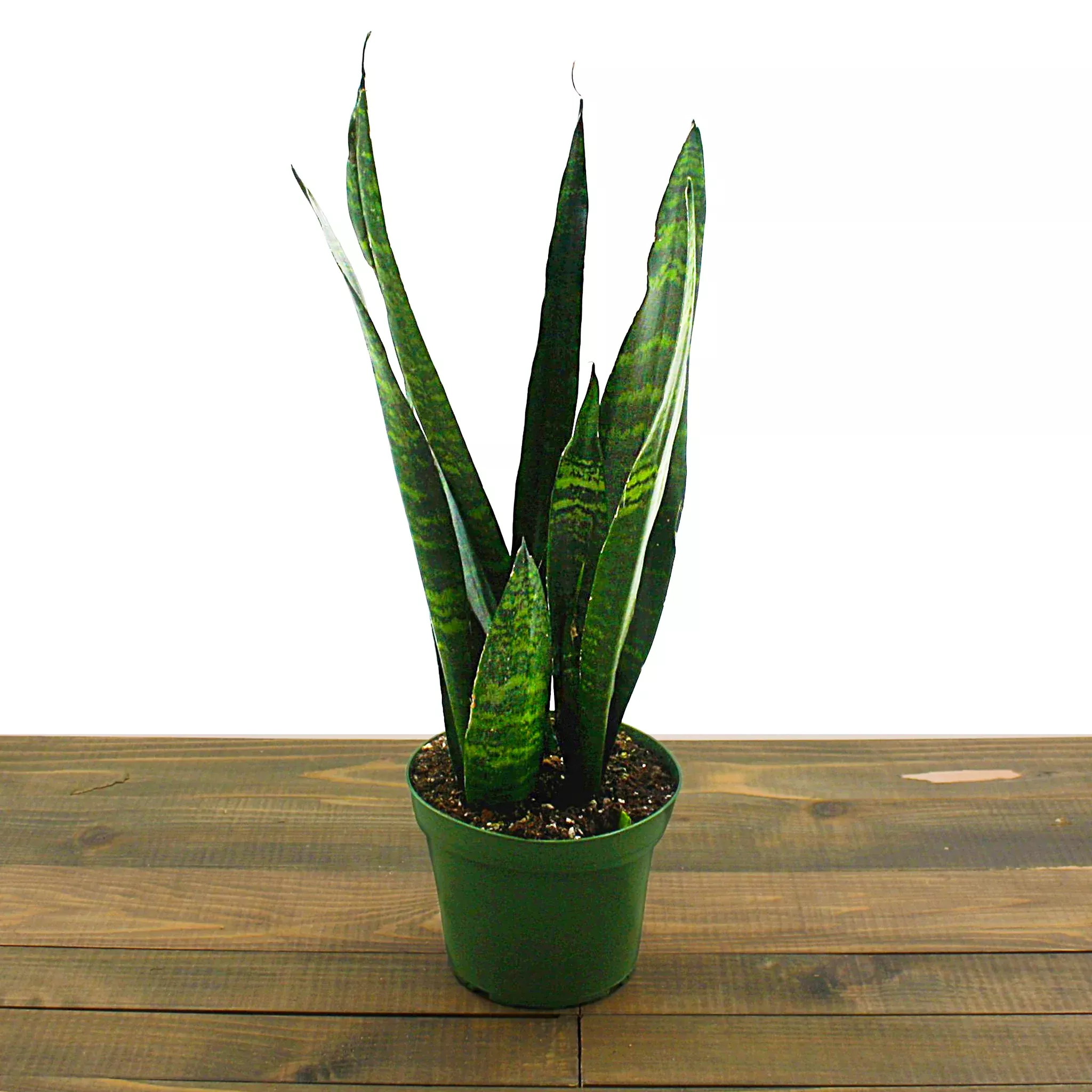 Sansevieria