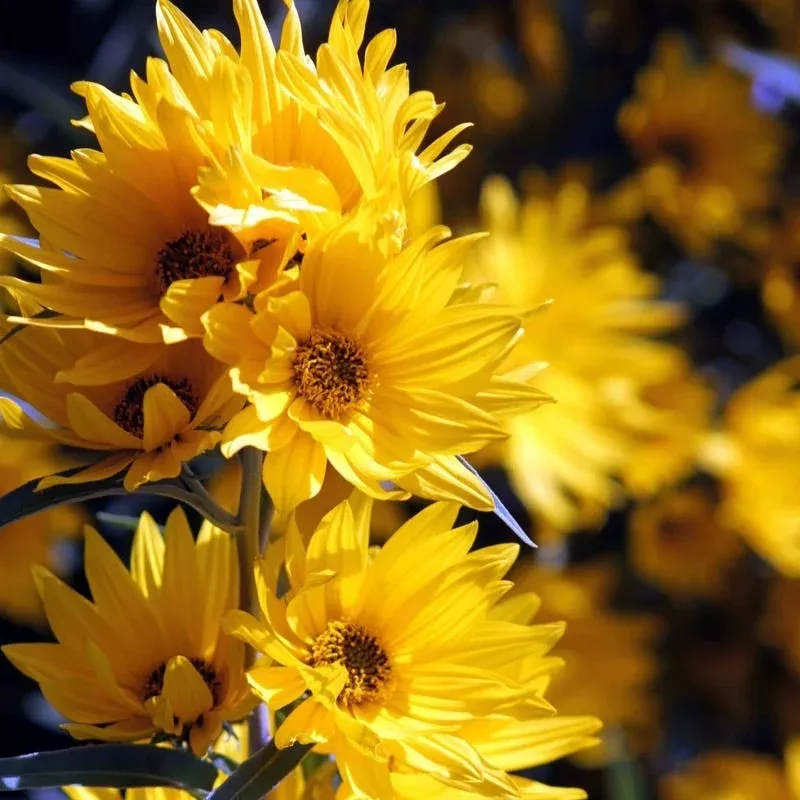 santa-fe-maximilian-s-sunflower-helianthus Santa Fe Maximilian's Sunflower (Helianthus)
