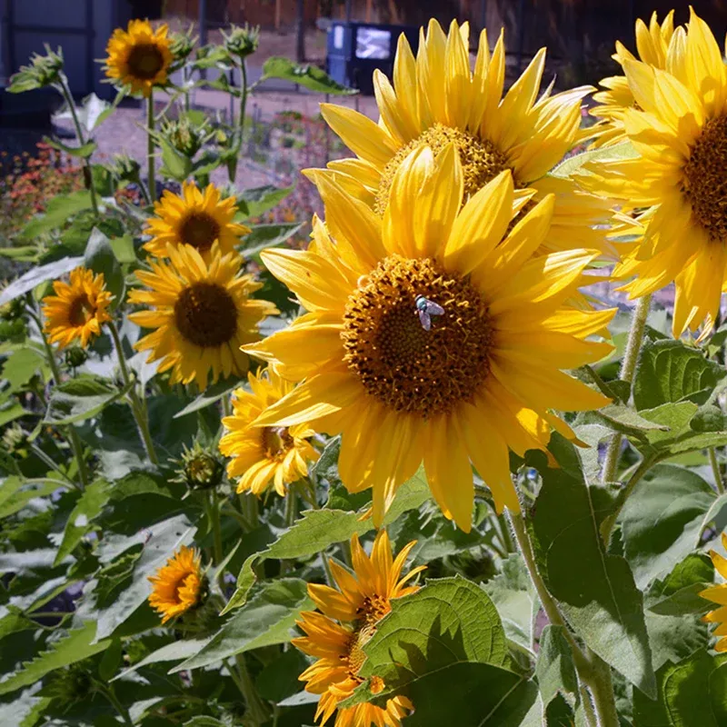 Santa Lucia Sunflower Seeds