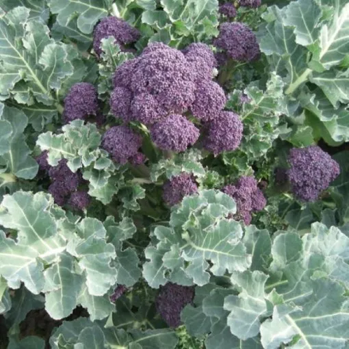 santee-sprouting-broccoli-seeds Santee Sprouting Broccoli Seeds