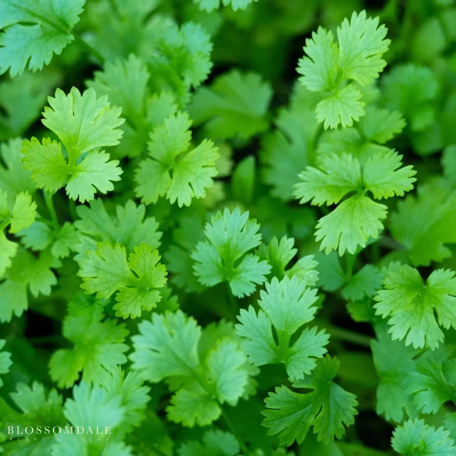 santo-cilantro-seeds Santo Cilantro Seeds