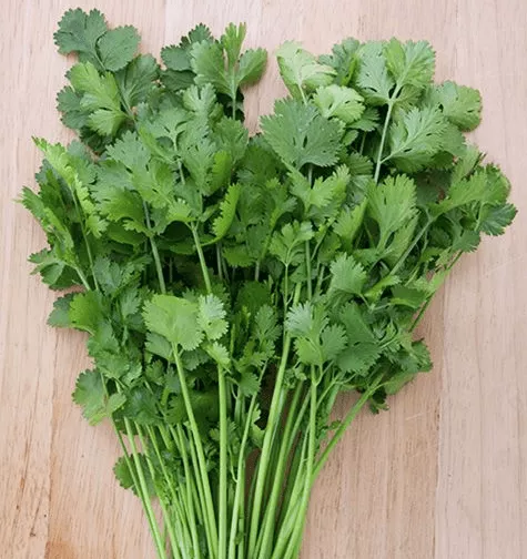 santo-cilantro Santo Cilantro