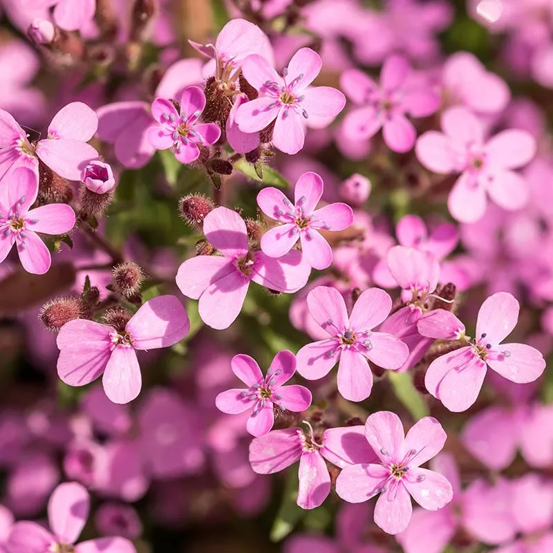 saponaria-ocymoides Saponaria ocymoides