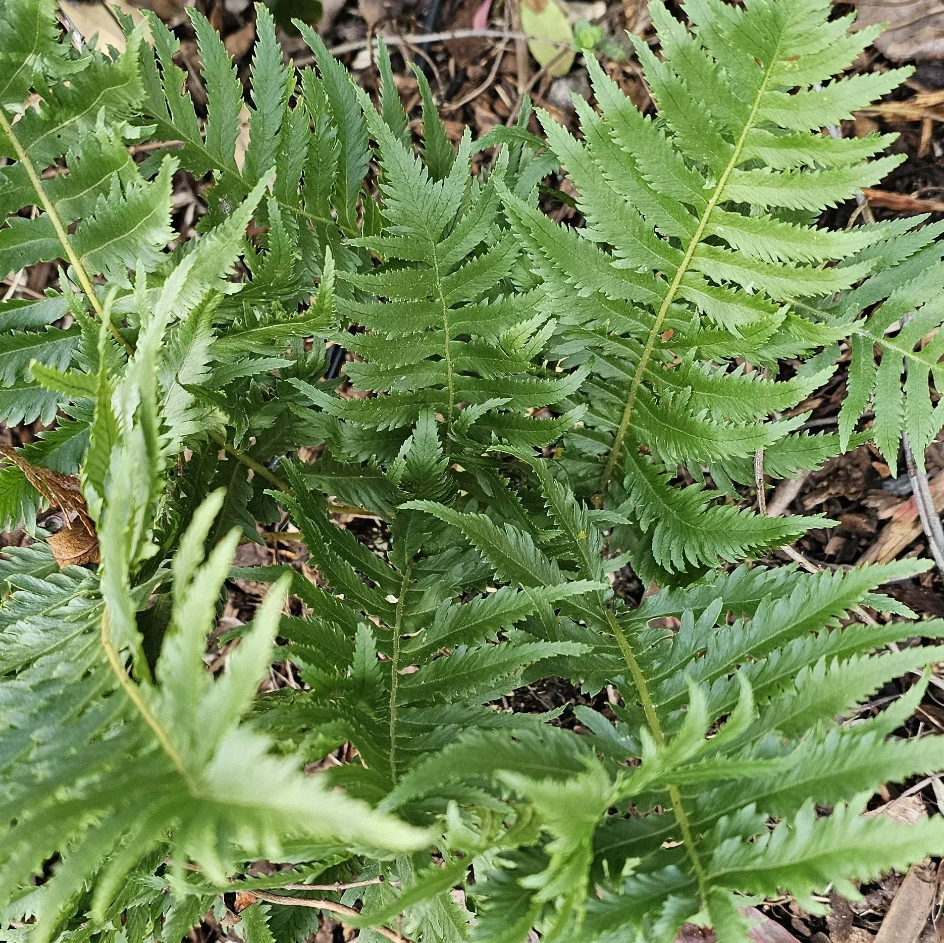 sarah-lyman-california-polypody 'Sarah Lyman' California Polypody